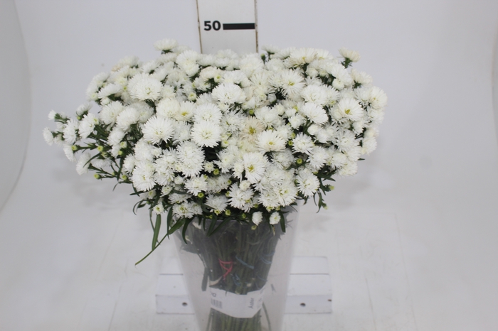 <h4>ASTER MARIANA 040 CM</h4>