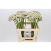 Allium Nigrum