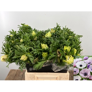 ANEM CO GALIL PASTEL