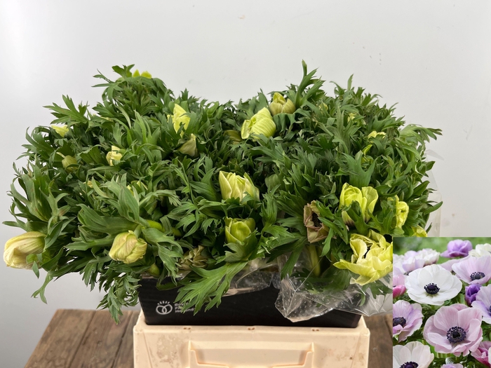 <h4>ANEM CO GALIL PASTEL</h4>