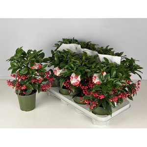 ARDIS CR BOS PR JI B