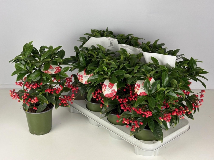 <h4>ARDIS CR BOS PR JI B</h4>