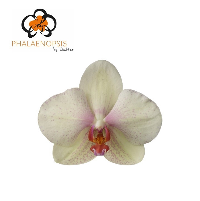 <h4>Phalaenopsis Omega</h4>