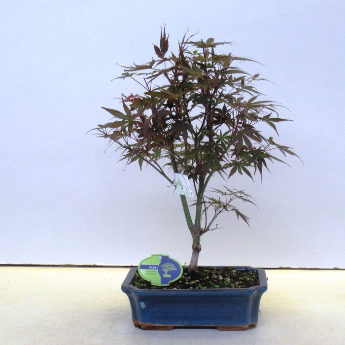 <h4>Acer palmatum skeeters broom, 25cm.</h4>