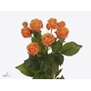 Rosa spray coral bubbles