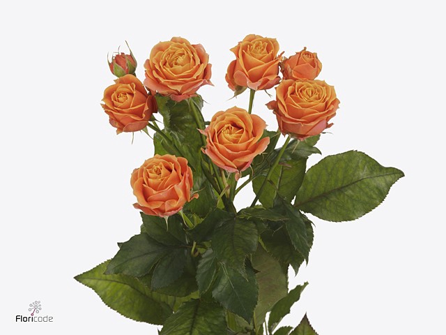 Rosa spray coral bubbles