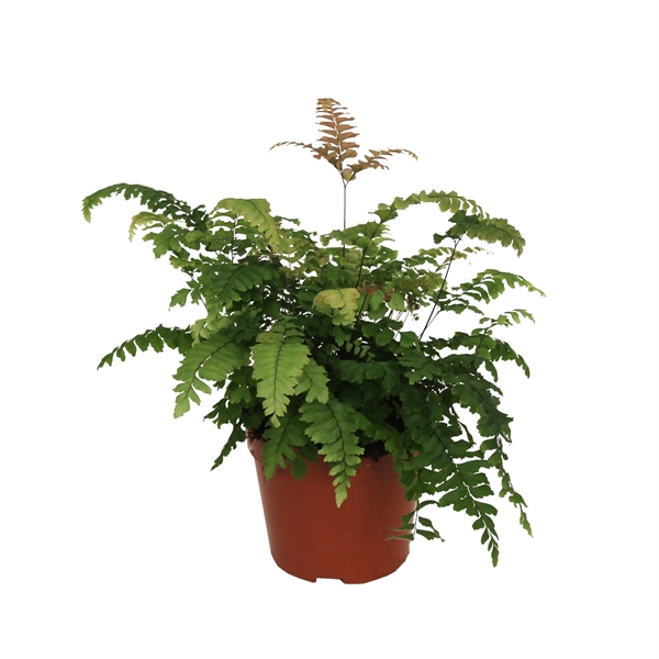 <h4>Adiantum 'Bronze Venus'</h4>