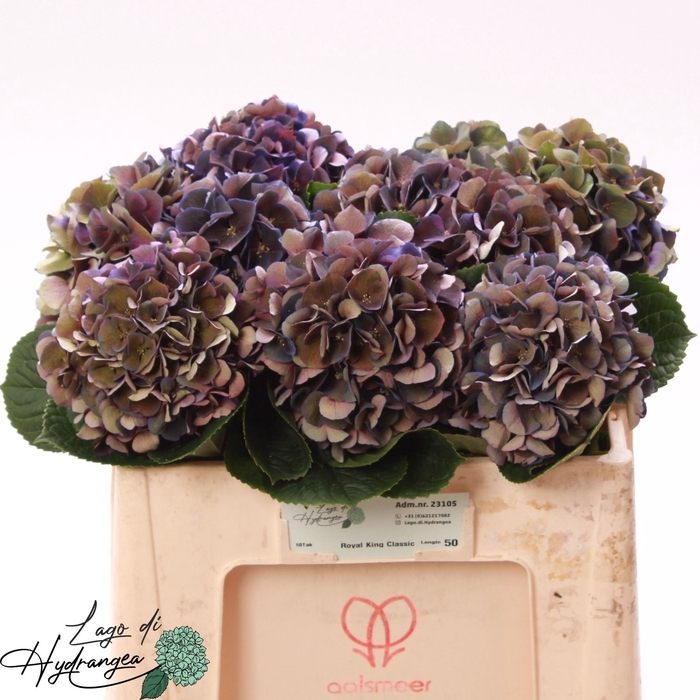 <h4>HYDR M ROYAL KING CL</h4>