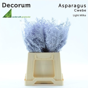 Asparagus densiflorus 'Cwebe' kleurbehandeld H%