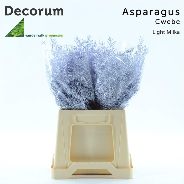 <h4>Asparagus densiflorus 'Cwebe' kleurbehandeld H%</h4>