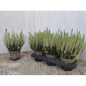CALLU BL VERENKA