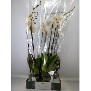 Phalaenopsis   ...white