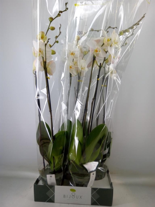 <h4>Phalaenopsis   ...white</h4>