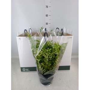 Aeschynanthus  'Japhrolepis'