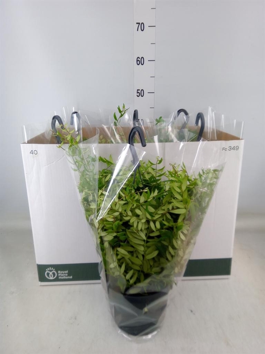 <h4>Aeschynanthus  'Japhrolepis'</h4>