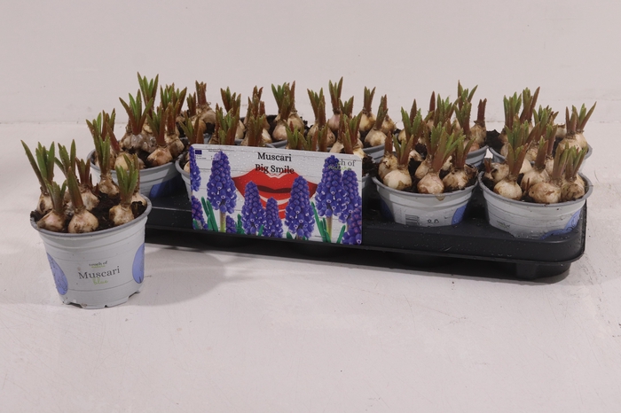 <h4>MUSCAR BIG SMILE</h4>