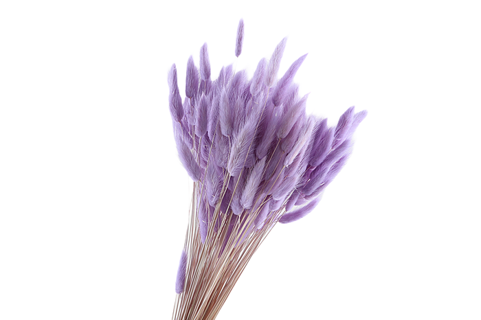 Lagurus Lilac