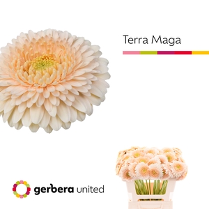 Germini Pomponi Terra Maga Water x40