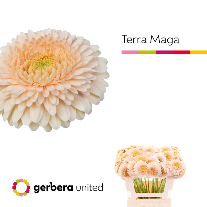 <h4>Germini Pomponi Terra Maga Water x40</h4>
