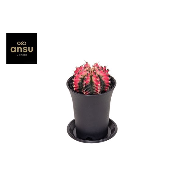 <h4>Gymno Cactus 'Multicolor'</h4>