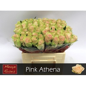 R GR PINK ATHENA