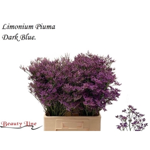 LIM PIUMA DARK BLUE