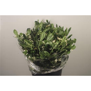 Pitto Tobira Flower Per Bunch