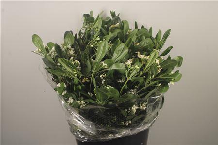 <h4>Pitto Tobira Flower Per Bunch</h4>