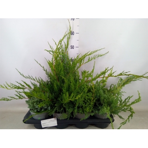 Juniperus   ...