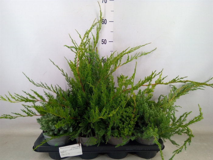 <h4>Juniperus   ...</h4>