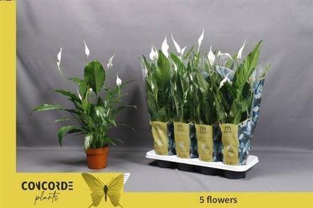 <h4>Spath Sweet Chico 5+</h4>