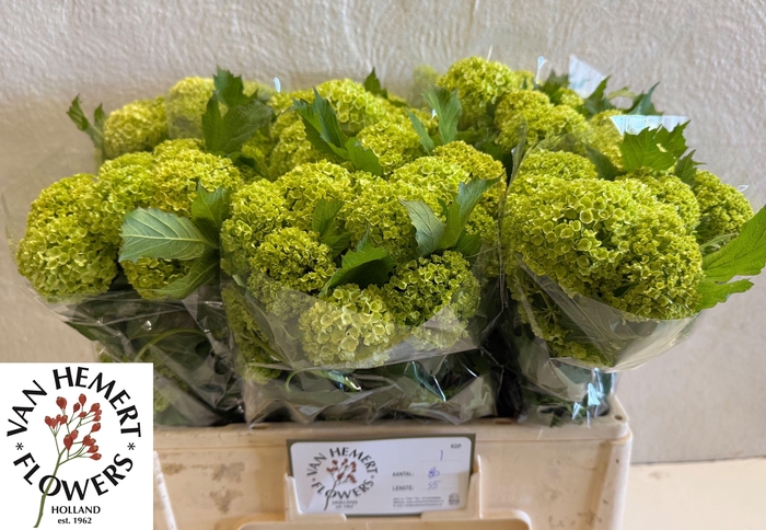 <h4>VIBURNUM ROSEUM ST</h4>