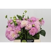 Dahlia Pink Pop