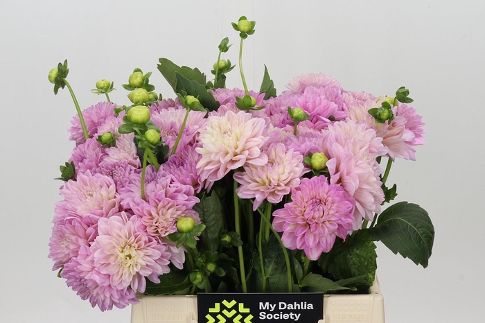 Dahlia Pink Pop