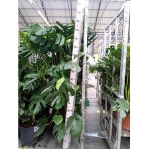 Monstera delic.