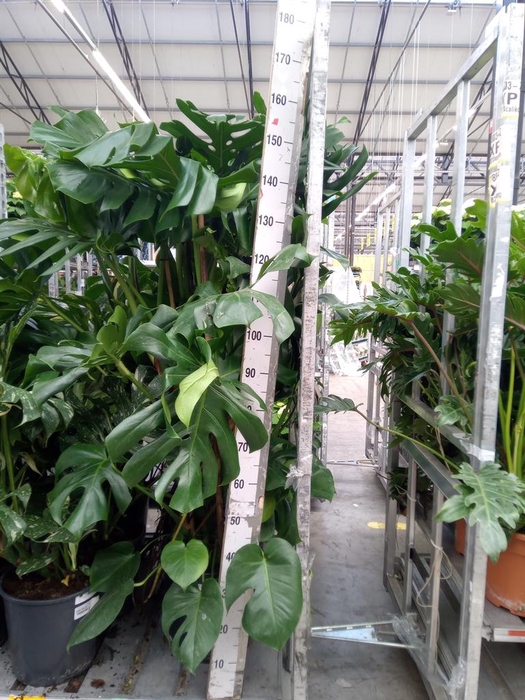 <h4>Monstera delic.</h4>