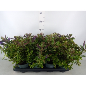 Hebe  'Hebedonna Anna'
