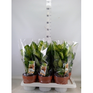 Dieffenbachia  'Compacta'