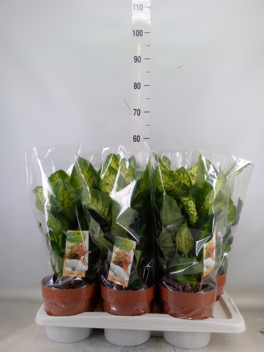 <h4>Dieffenbachia  'Compacta'</h4>