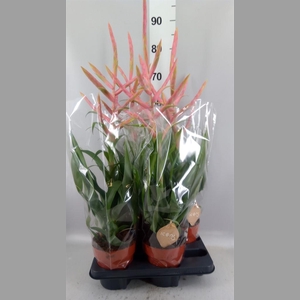 Tillandsia  'Dolce'