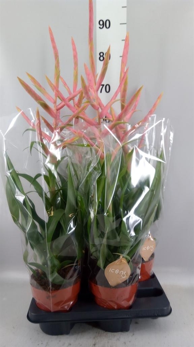 <h4>Tillandsia  'Dolce'</h4>