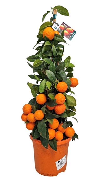 <h4>CITR AURANTIIFOLIA</h4>