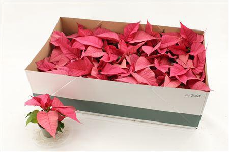 <h4>Euphor P Chr F Pink</h4>