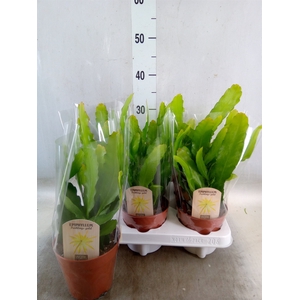 Epiphyllum   ...