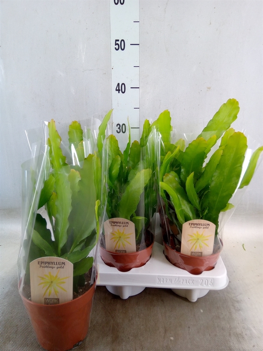 <h4>Epiphyllum   ...</h4>