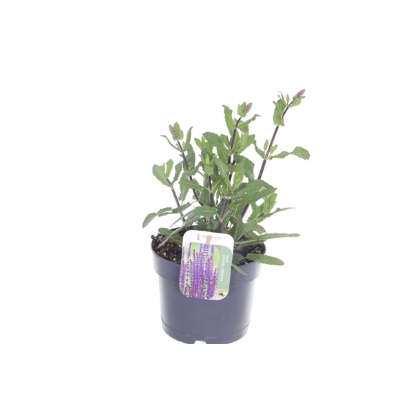 <h4>Salvia nemorosa Caradonna</h4>
