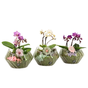 21913: Contradiction arrangement