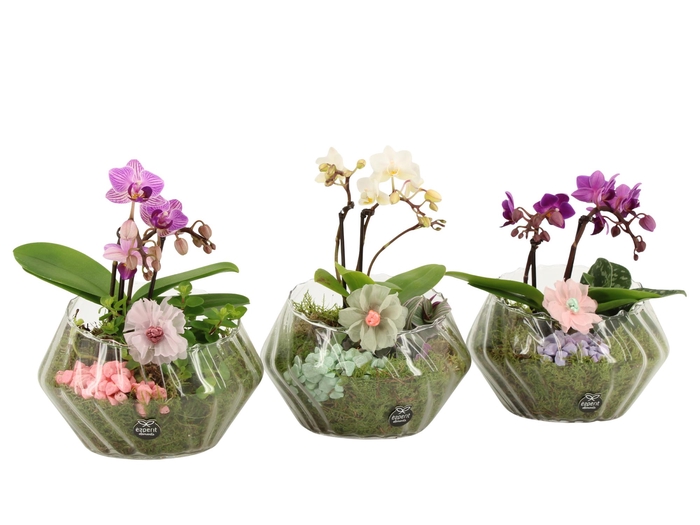 <h4>21913: Contradiction arrangement</h4>