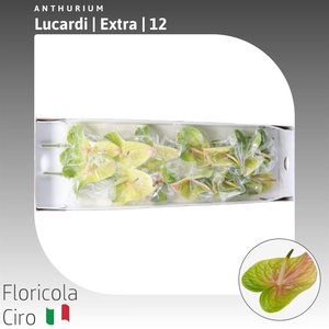 Anthurium Lucardi