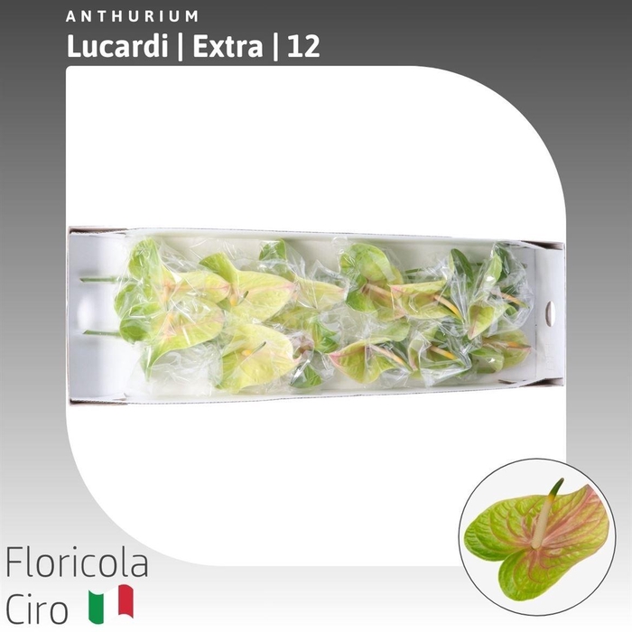 <h4>Anthurium Lucardi</h4>